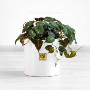 گیاه آپارتمانی فیلودندرون میکانز با دیزاینی خاص