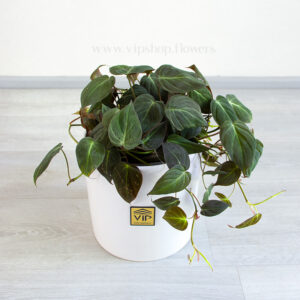 گیاه آپارتمانی فیلودندرون میکانز در گلدان سفید