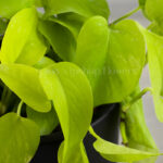 گل پتوس نئون از زاویه نزدیک