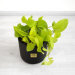 پتوس نئون از زاویه بالا