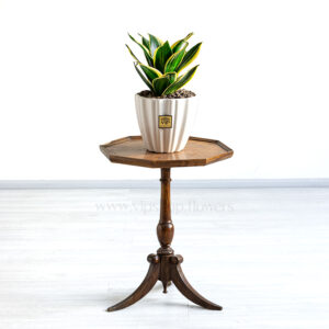 سانسوریا بلک گلد