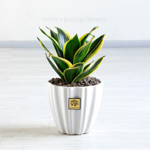 گیاه آپارتمانی سانسوریا بلک گلد