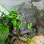 تراریوم خاص از بالا