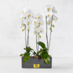 پک گلدان آپارتمانی ارکیده سفید