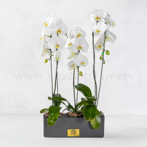 پک گلدان آپارتمانی ارکیده سفید