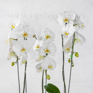 پک گلدان ارکیده سفید