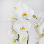 پک گلدان آپارتمانی ارکیده سفید