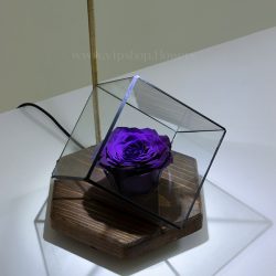 گل رز بنفش جاودان بسیار زیبا است.
