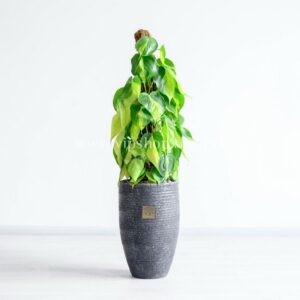 فیلودندرون برگ قلبی برزیلی بسیار زیبا است.