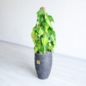 فیلودندرون برگ قلبی برزیلی خاص است.