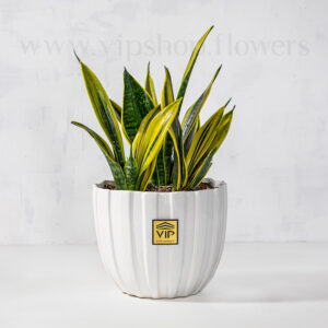 سانسوریا گلدن فلیم ترکیبی از 2 رنگ زیبا است.