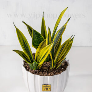 سانسوریا گلد فیلم در گلدان، خودنمایی می‌کند.