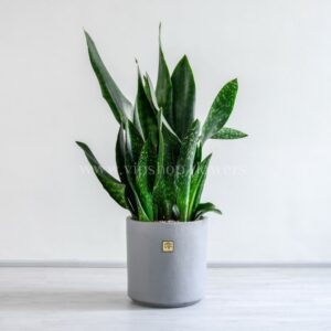 سانسوریا ماسونیا از انواع خاص است.