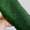 برگ زیبای سانسوریا ماسونیانا