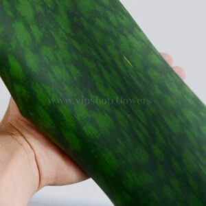 برگ زیبای سانسوریا ماسونیانا