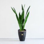 سانسوریا پوست ماری سبز پرطرفدار است.