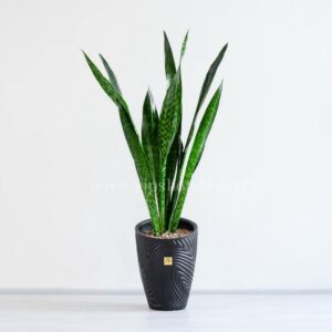 سانسوریا پوست ماری سبز پرطرفدار است.