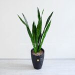 گلدان آپارتمانی سانسوریا پوست ماری - Image 3