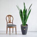 ابعاد سانسوریا پوست ماری مناسب است.