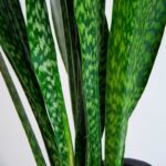 برگ ها سانسوریا پوست ماری زیبا است.