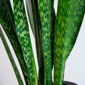 برگ ها سانسوریا پوست ماری زیبا است.