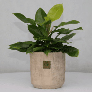 فیلودنردون لیمویی l