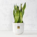 گلدان آپارتمانی سانسوریا آمریکن - Image 3