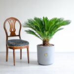 ابعاد سیکاس بزرگ برای نگهداری در منزل مناسب است.