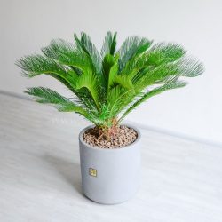 سیکاس بزرگ دارای یرگ های ضخیم است.