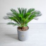 سیکاس از گیاهان مقاوم آپارتمانی است.