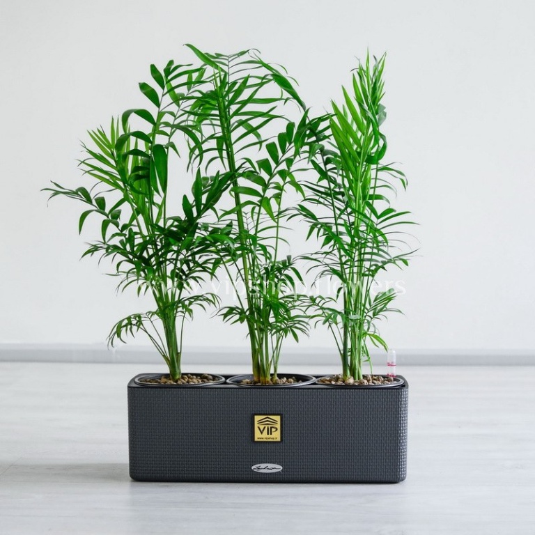 پک گیاه آپارتمانی شامادورا سه عددی