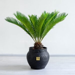 گلدان آپارتمانی سیکاس با گلدان مشکی جذاب