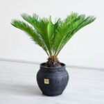 گلدان آپارتمانی سیکاس بسیار زیبا