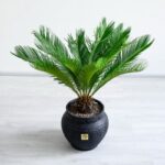 گلدان آپارتمانی سیکاس از دید بالا