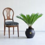 گلدان آپارتمانی سیکاس درکنار صندلی