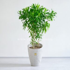 گلدان آپارتمانی دراسنا رفلکسا با گلدان سرامیکی زیبا