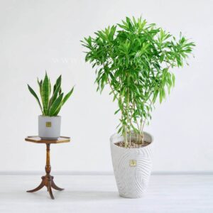 دراسنا رفلکسا طراوت بسیاری دارد.