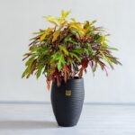 کروتون پامرغی بزرگ زیبا است.