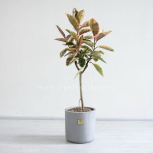 خریددرختچه آپارتمانی فیکوس شرابی به صورت آنلاین