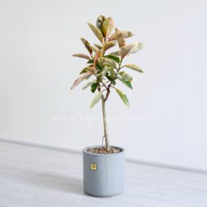 درختچه آپارتمانی فیکوس شرابی همراه با گلدان طوسی رتگ