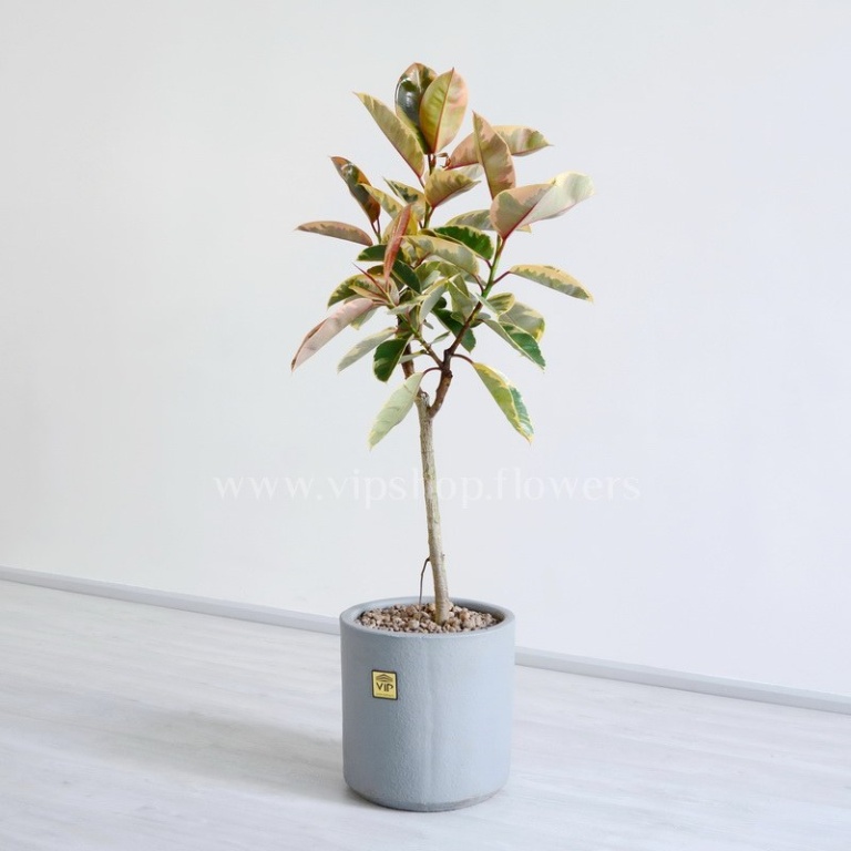 درختچه آپارتمانی فیکوس شرابی همراه با گلدان طوسی رتگ