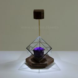 گل رز حاودان با رنگ بنفش