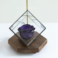 رز جاودان بنفش با گلی زیبا