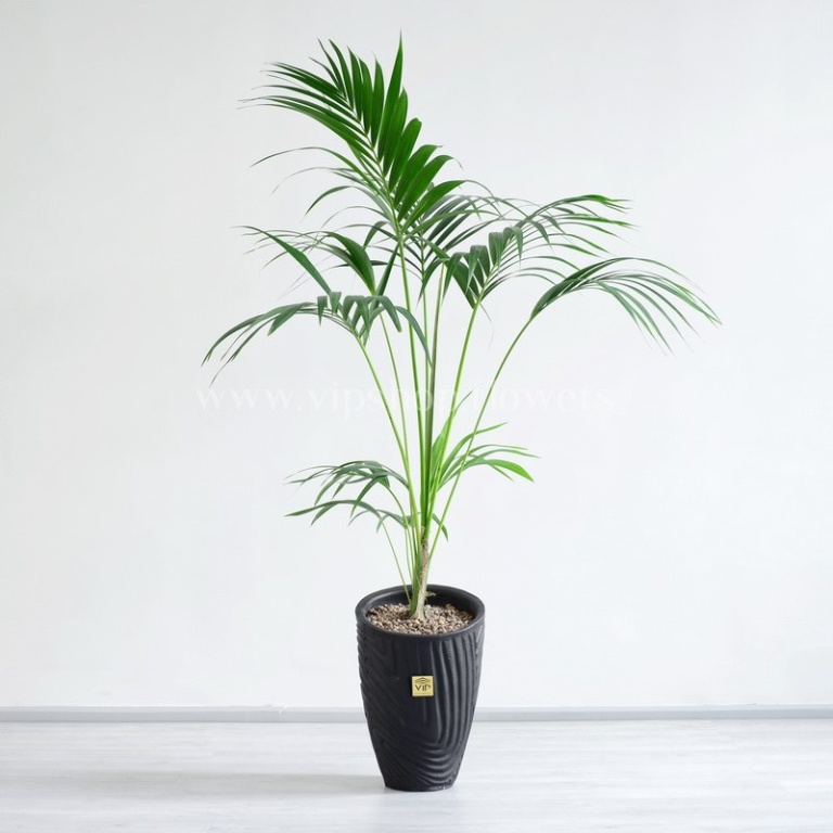 گیاه آپارتمانی نخل کنتیا در ابعاد بزرگ