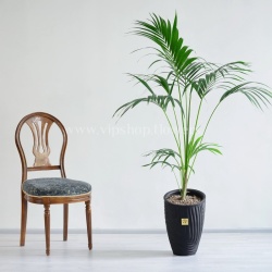 گیاه تزئینی نخل کنتیا گزینه ای مناسب برای دکوراسیون منزل