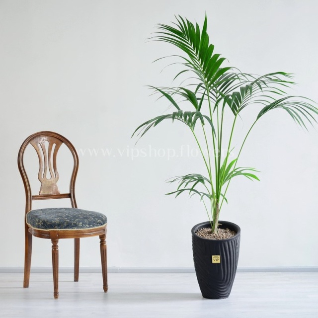 گیاه تزئینی نخل کنتیا گزینه ای مناسب برای دکوراسیون منزل