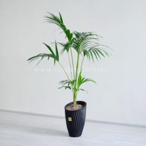 گلدان آپارتمانی نخل کنتیا با گلدان مشکی خاص