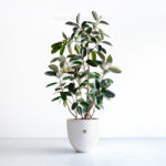 درختچه آپارتمانی فیکوس بلک بزرگ است.