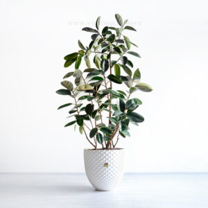 درختچه آپارتمانی فیکوس بلک بزرگ است.