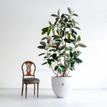 تمام جهات درختچه آپارتمانی فیکوس بلک مینیاتوری خاص و متفاوت است.